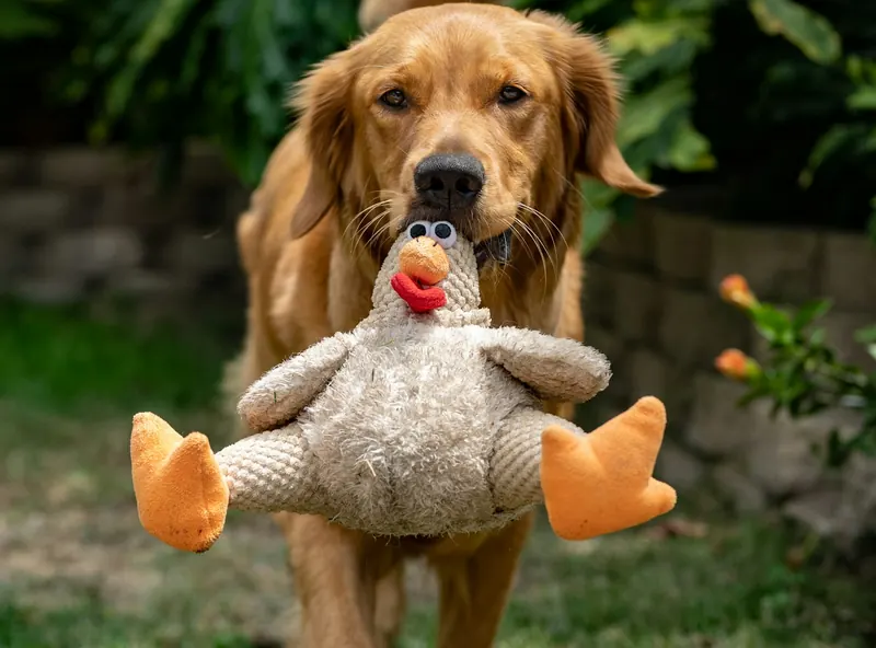 Hund mit Plüschspielzeug im Maul